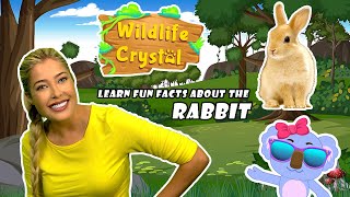 Rabbit Facts [upl. by Beeck345]