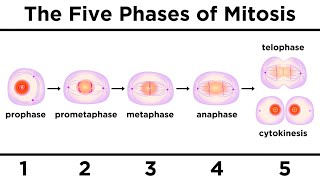 Mitosis How One Cell Becomes Two [upl. by Llenrac]