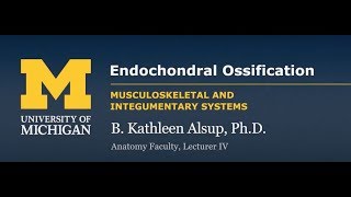 Skeletal System Endochondral Ossification [upl. by Ecitsuj]