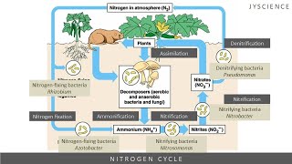 SPM How to remember nitrogen cycle  Nitrogen fixation nitrification denitrification [upl. by Anairad640]