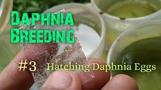 Daphnia Culture made simple and easy 3  Hatching Daphnia eggs [upl. by Turk]