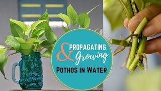 Propagating amp Growing Pothos in Water [upl. by Evie448]