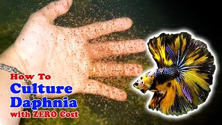 How to Culture Daphnia with ZERO Cost  Unlimited Live Food For Our Fish [upl. by Keryt]