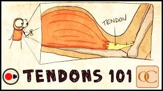 The Basic Science of Tendons amp Tendinitis [upl. by Tosch628]