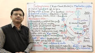 Diabetes Mellitus Part10 Mechanism of Action of Sulfonylurease  Antidiabetic Drugs  Diabetes [upl. by Eimerej]