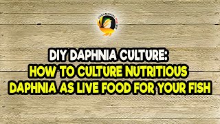 DIY Daphnia Culture How to Culture Nutritious Daphnia as Live Food for Your Fish [upl. by Ellemac743]