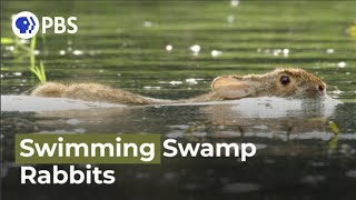 Swimming Rabbits Caught on Camera [upl. by Zinah]