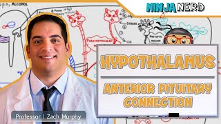 Endocrinology  Hypothalamus Anterior Pituitary Connection [upl. by Donny]