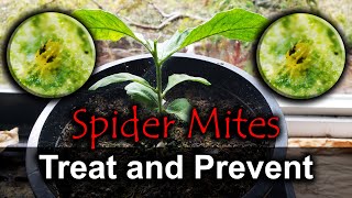 Spider Mites  4 Ways To Naturally Get Rid Of Them [upl. by Albright538]