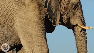 How Elephants ListenWith Their Feet  Deep Look [upl. by Donohue]