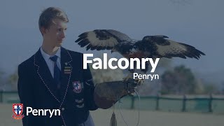 Penryn  Falconry [upl. by Notlek]