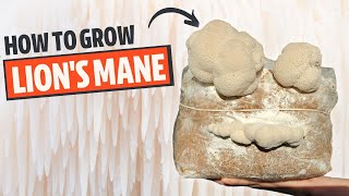 How To Grow Lions Mane Mushroom From Start To Finish [upl. by Derek]