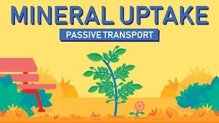 Plant Nutrition Mineral Absorption  Part 1 [upl. by Yrolg524]