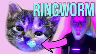 Helping Kittens with Ringworm [upl. by Eirlav309]