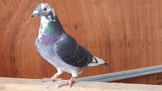 Pairing my pigeons for breeding [upl. by Lrad]