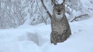 What does the lynx say [upl. by Airtemak]