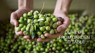 Olive Oil From Garden to Table [upl. by Theona]