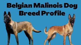 Belgian Malinois Dog Breed Profile [upl. by Htaras196]