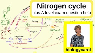 Nitrogen Cycle  for A level [upl. by Daniell]