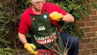 How To Prune Roses  DIY At Bunnings [upl. by Enyrehtac689]