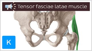 Tensor fasciae latae muscle  Anatomical Terms Pronunciation by Kenhub [upl. by Adnirak]