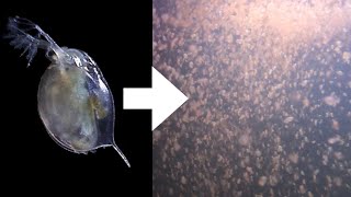 How I Culture Daphnia [upl. by Eniledgam]