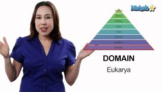 Learn Biology Classification The Taxonomic Hierarchy [upl. by Ennovihc215]