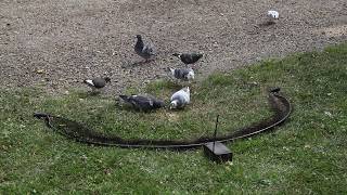 bownet trapping pigeons with remote control [upl. by Asirac]