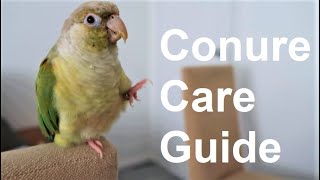 Conure Care Guide  Everything You Need To Know  BirdNerdSophie [upl. by Clements694]