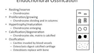 Growth amp Development  Endochondral vs Intramembranous Ossification  NBDE ADAT [upl. by Garratt]