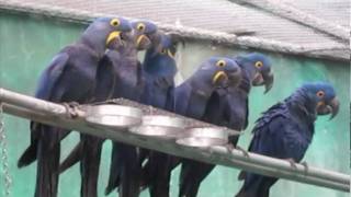 hyacinth Macaws in flight aviary [upl. by Yhtac]