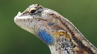 Blue Belly Lizard [upl. by Newra]