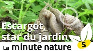 ESCARGOT STAR DU JARDIN  No 45 [upl. by Yendys]