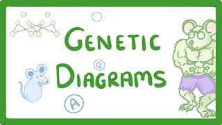 GCSE Biology  Genetic Diagrams 73 [upl. by Attesoj]