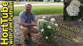 Annabelle Hydrangea in 2 Minutes [upl. by Hefter]