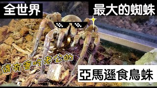 【昆蟲擾西上課了！】全世界最大的蜘蛛 亞馬遜食鳥蛛 還有會吃老公的喔 [upl. by Dever]