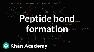 Peptide bond formation  Macromolecules  Biology  Khan Academy [upl. by Ninos]