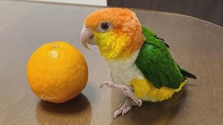 White bellied Caique Sounds  Caique Parrot Talking  Caique Parrot Dancing amp Playing [upl. by Calvano259]