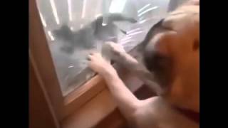 Dog breaks window to attack cat [upl. by Nylatsirhc]