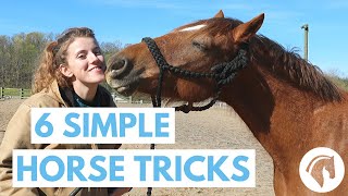 How to Teach Your Horse Tricks 6 Simple Tricks [upl. by Tracee]