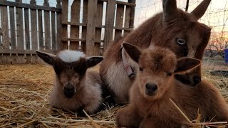 9 Baby Goats Born [upl. by Eisned2]