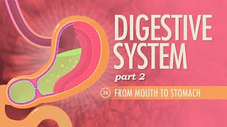 Digestive System Part 2 Crash Course Anatomy amp Physiology 34 [upl. by Ayom]