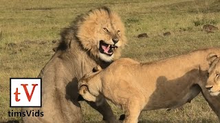 Four Lionesses Defend Their Cubs from Male Lion  Masai Mara Kenya [upl. by Howard]