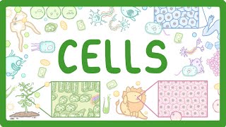 GCSE Biology  Cell Types and Cell Structure 2 [upl. by Hartwell344]