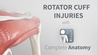 Rotator Cuff Injuries  Complete Anatomy [upl. by Kyre239]