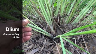 Lemon grass Cymbopogon citratus [upl. by Ettereve]