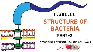 Structure of Bacteria  Part 2  Flagella  Pili  Capsule [upl. by Gnex]