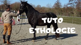 PREMIER EXERCICE FACILE EN EQUITATION ETHOLOGIQUE [upl. by Ytomit]