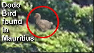 Living Dodo bird found in Mauritius new video evidence [upl. by Zelma]