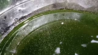 DAPHNIA MOINA CULTURE IN A SMALL BUCKET [upl. by Hudson]